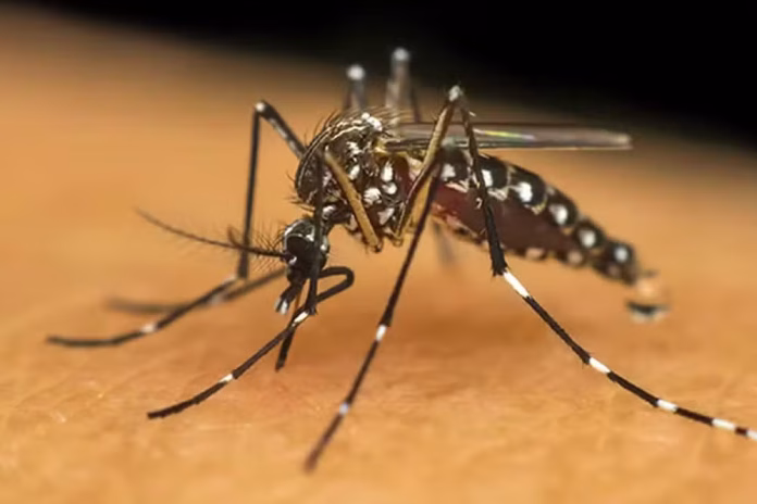 dengue