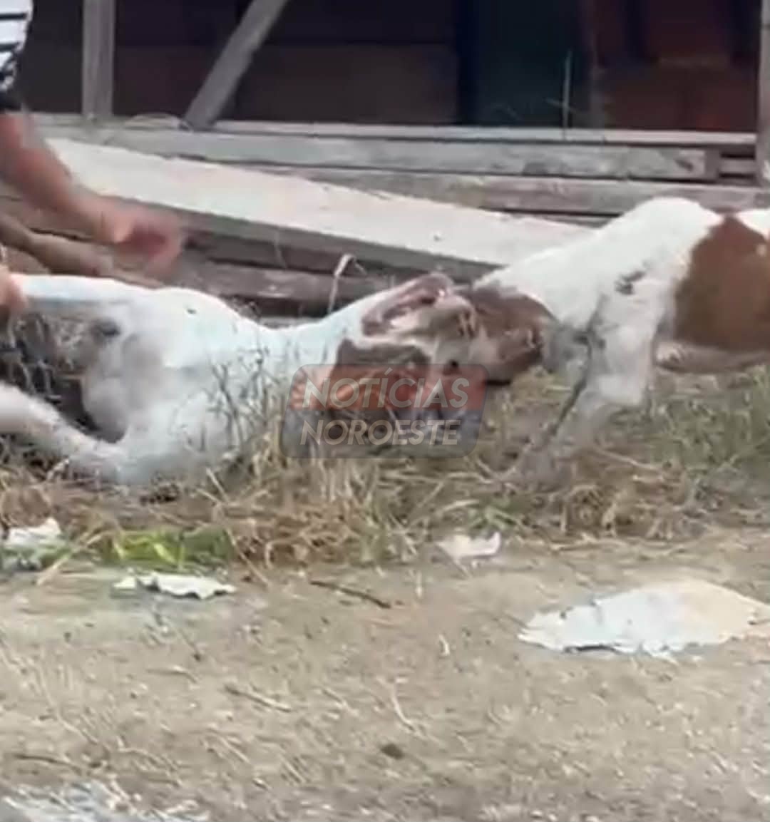 Insegurança no Morada do Sol: Pitbull solto volta a atacar e aterroriza moradores em Fernandópolis