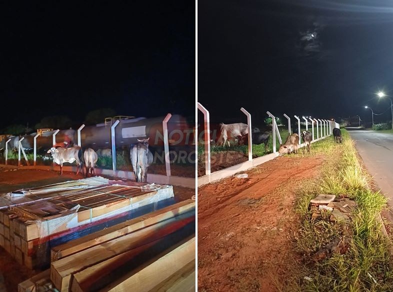 Boiada solta na Av. dos Ferroviários mobiliza autoridades e interrompe circulação de trem