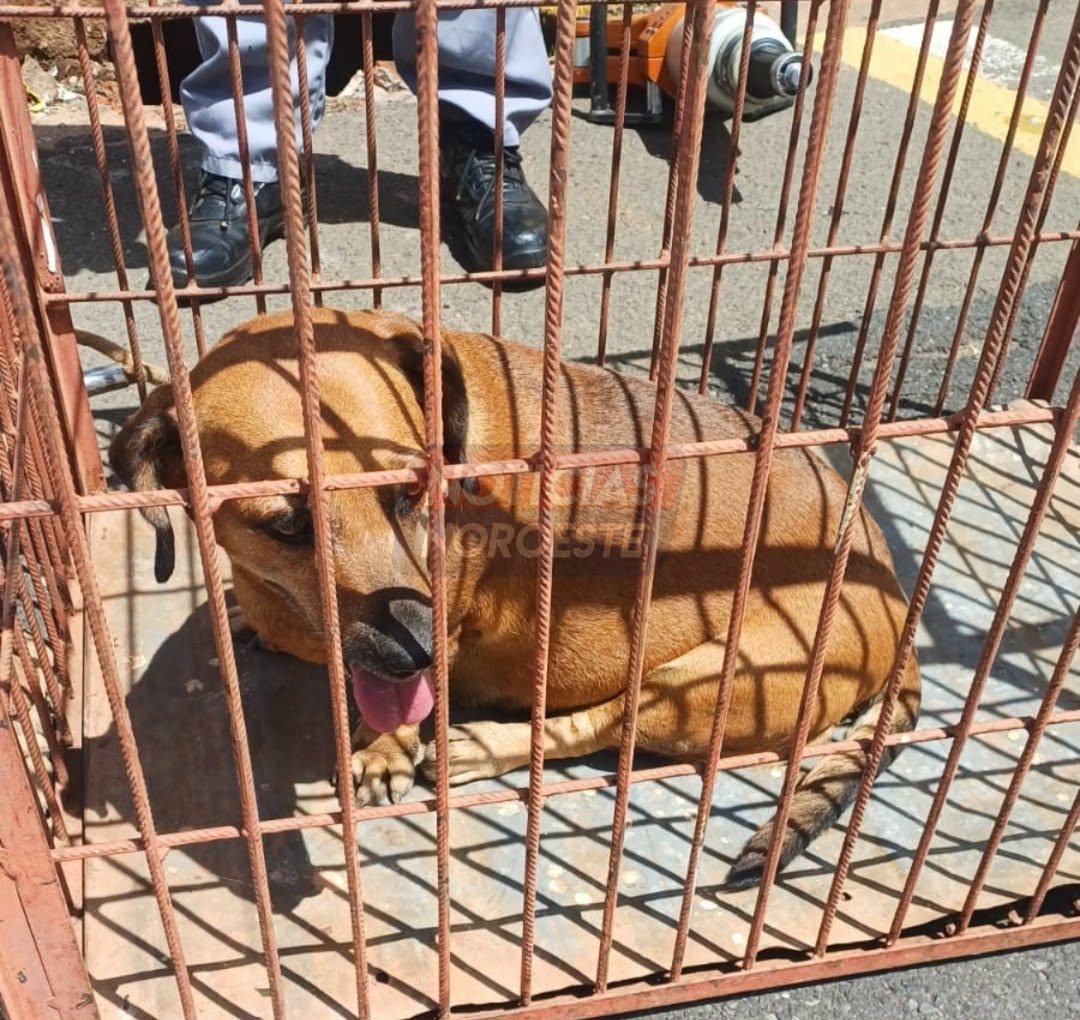 Bombeiros salvam cachorra presa em bueiro no centro de Fernandópolis
